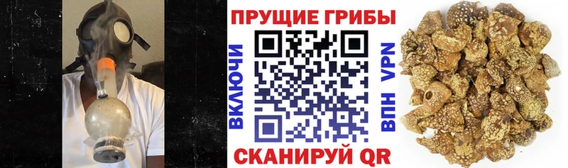 Псилоцибиновые грибы Psilocybine cubensis Добрянка